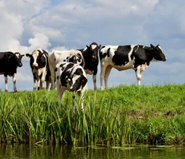group white and black cow