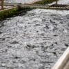 trout in water on industrial farm