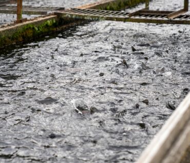 trout in water on industrial farm
